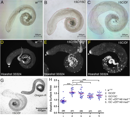 Fig. 6. Increased organ size in Smurf mutant testes.