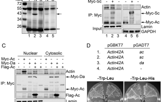 Fig. 1. Nuclear actin associates with proneural proteins Ac and Sc.