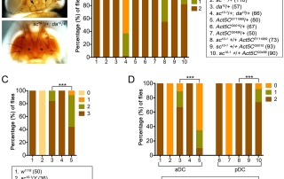 Fig. 2. <em>Act5C</em> positively regulates ES organ formation.