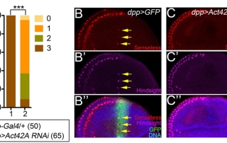 Fig. 3. <em>Act42A</em> is required for neural precursor specification.