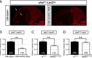 Fig. 4. <em>actin</em> positively regulates <em>phyllopod</em> transcription in neural precursors.