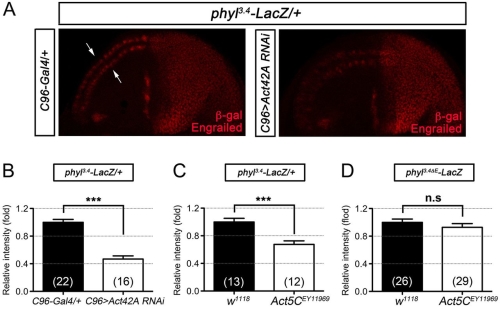 Fig. 4. <em>actin</em> positively regulates <em>phyllopod</em> transcription in neural precursors.
