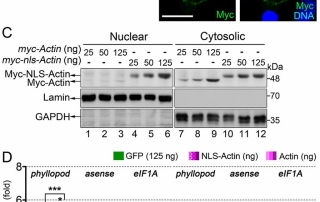 Fig. 5. Nuclear actin enhances proneural-protein-mediated genes expression in S2 cells.