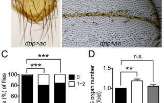 Fig. 6. Nuclear actin enhances proneural protein-mediated ES organ formation.