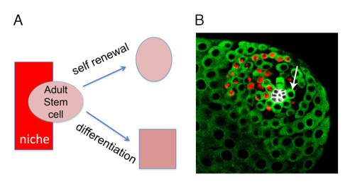 Fig2. Adult stem cells in the Drosophila male germline.
